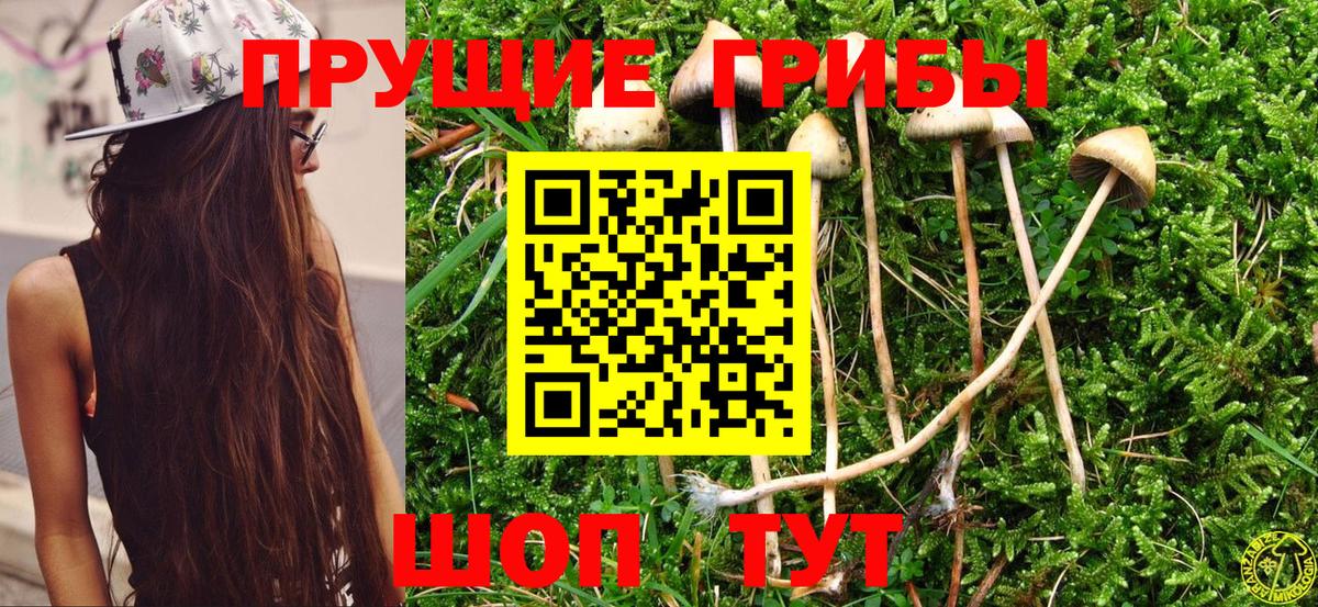 купить наркотик  Галлюциногенные грибы GOLDEN TEACHER  Вход с VPN  Раменское 